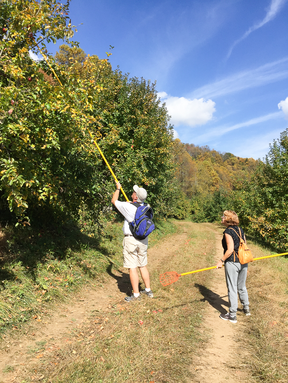 apple-orchard-nc-10