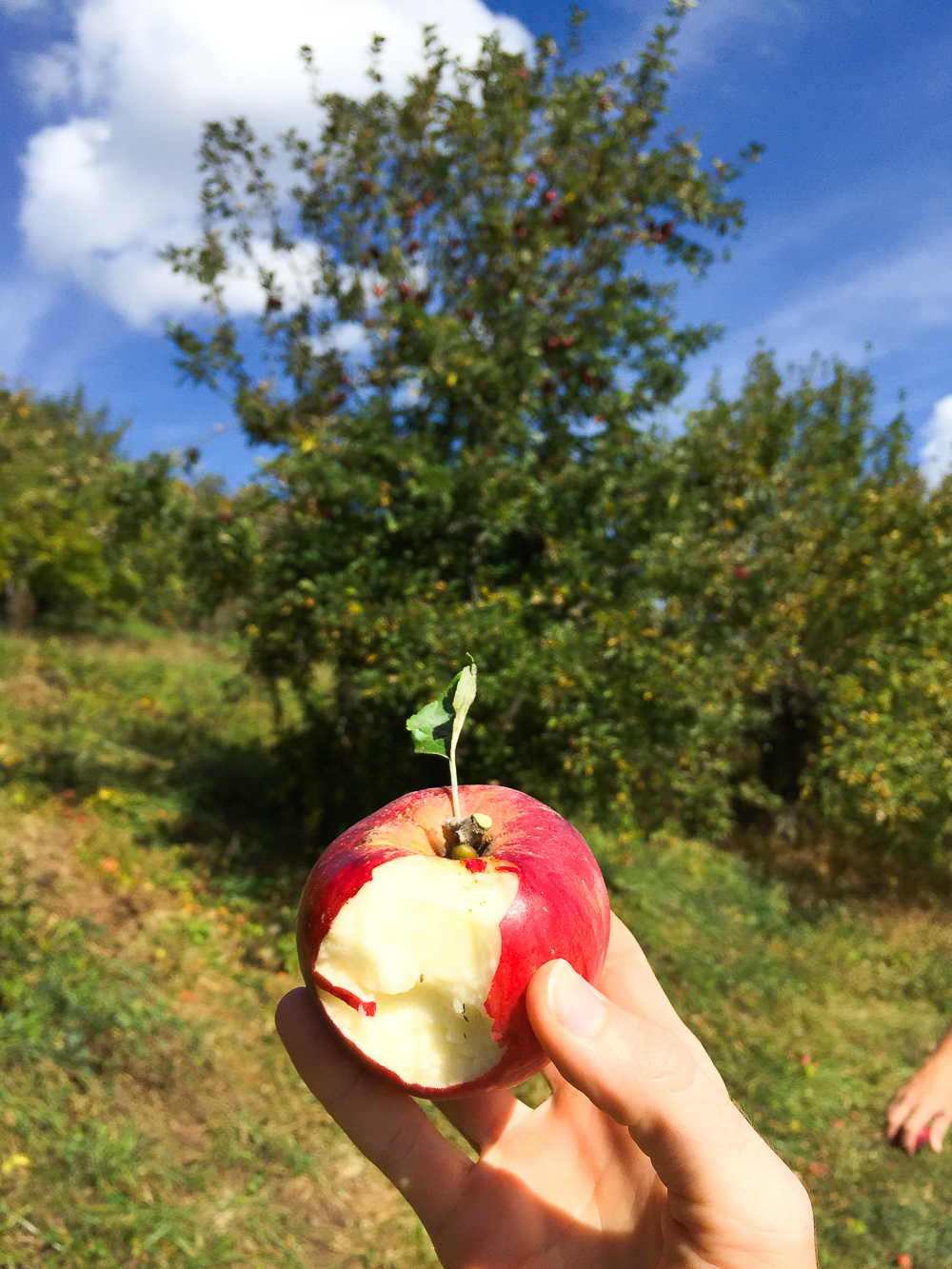 The Orchard at Altapass