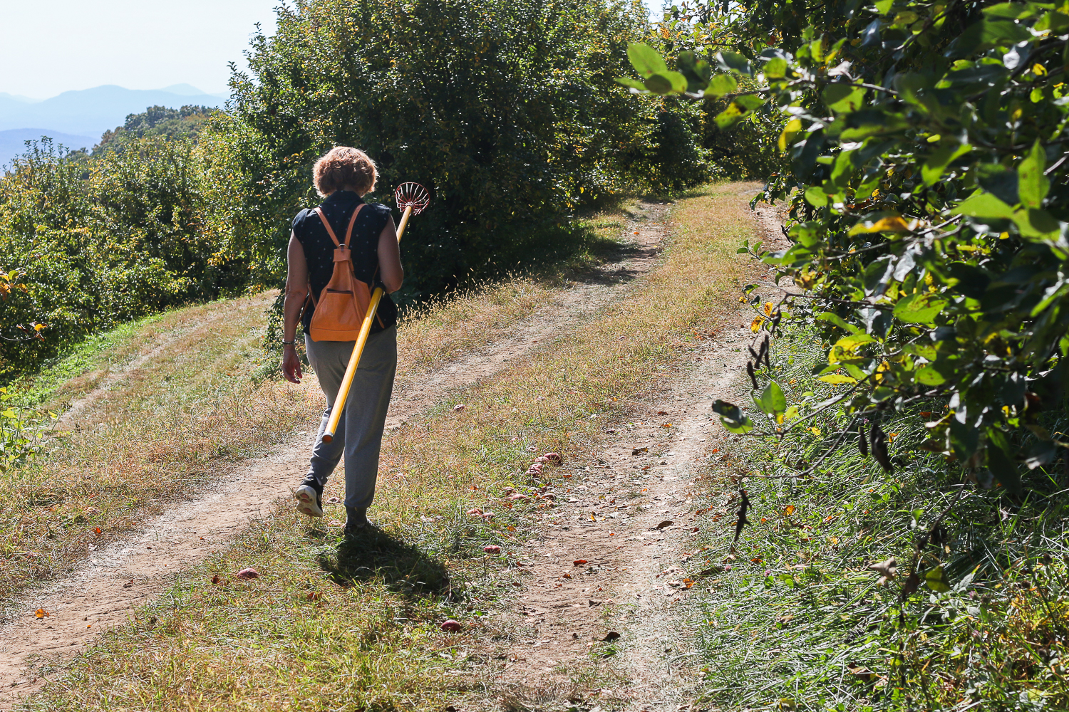 apple-orchard-nc-4