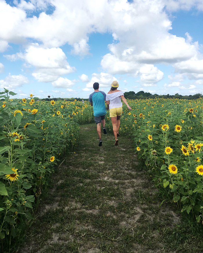 sunflower-maze-1-2