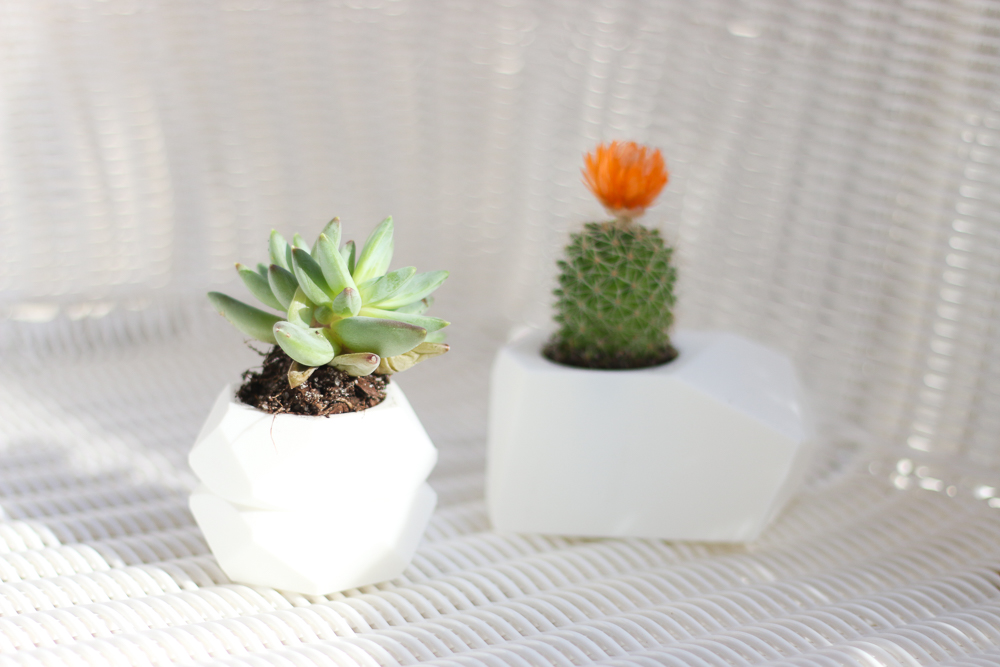 Shop Oak + Oats Succulent Planters