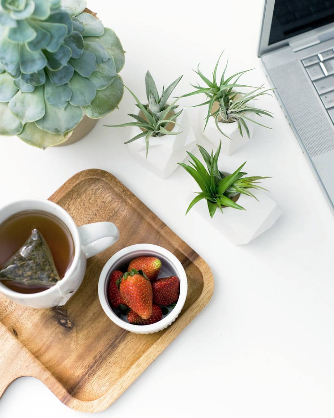 Shop Oak + Oats Succulent Planters