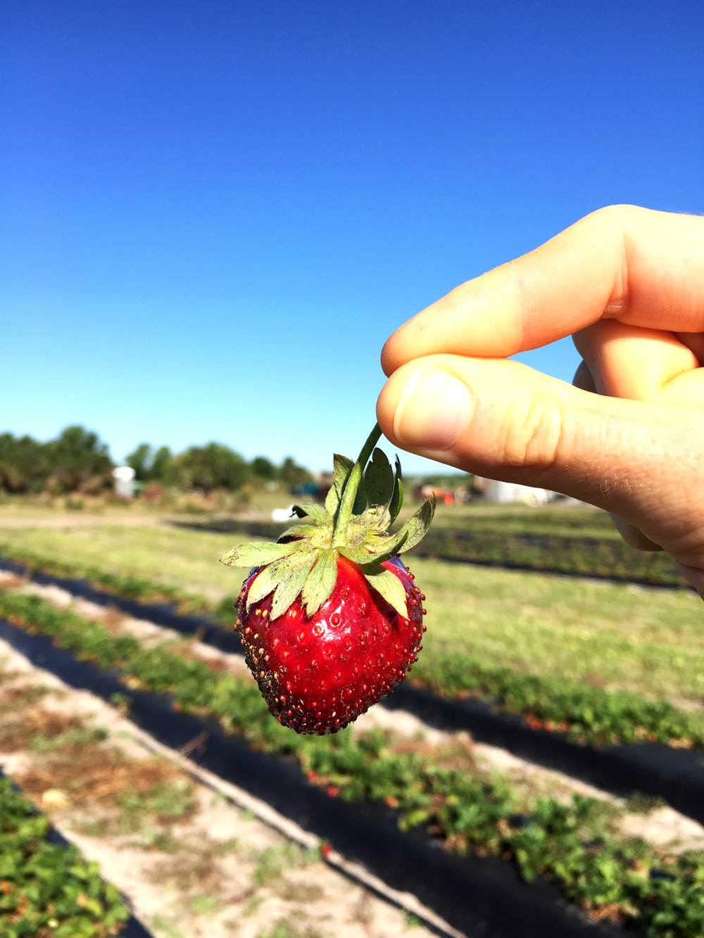 strawberry picking