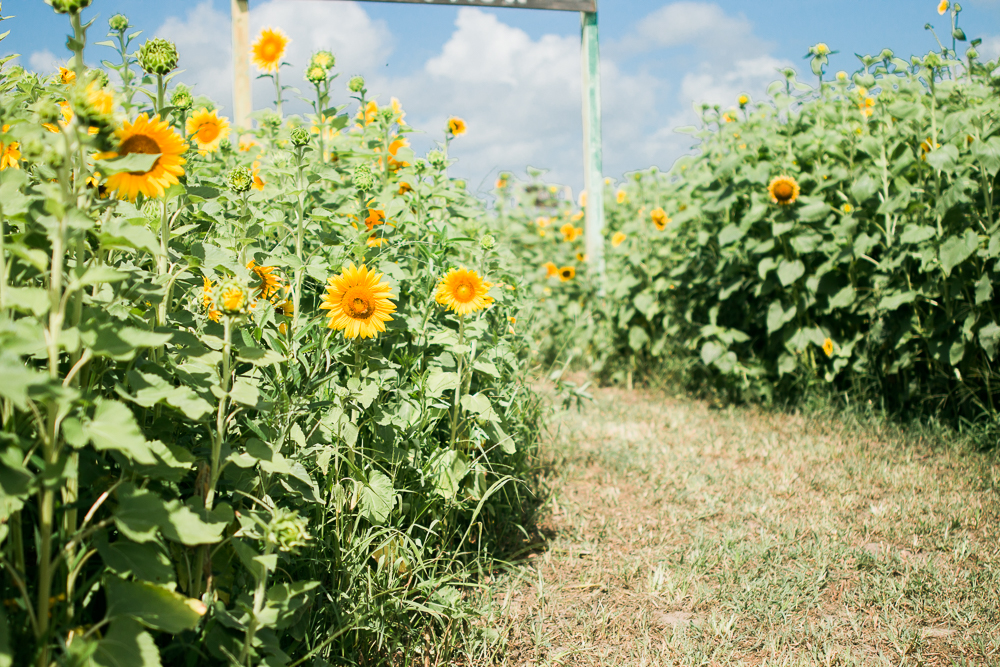 Sunflower Maze