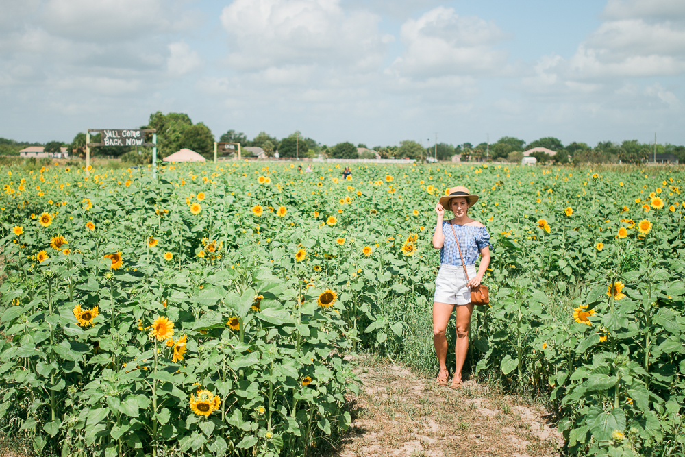 mims_sunflower_maze-2