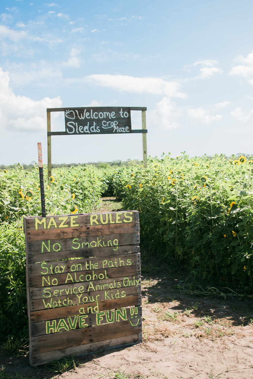 Sunflower Maze