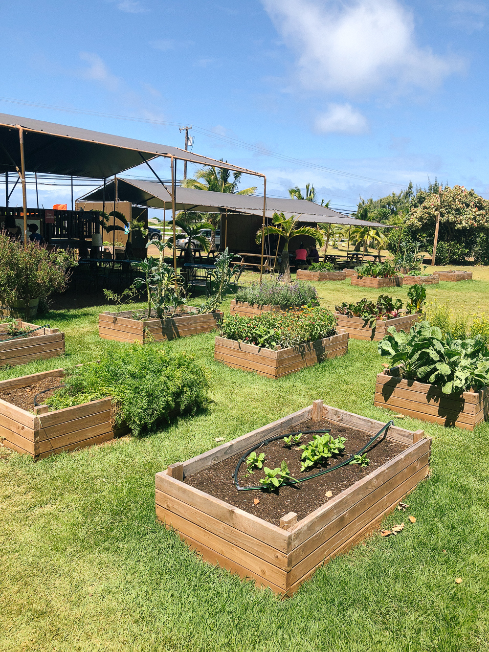 The Ultimate Oahu Travel Guide for the Adventurer - Kahuku Farms Oahu North Shore | Sunshine Style