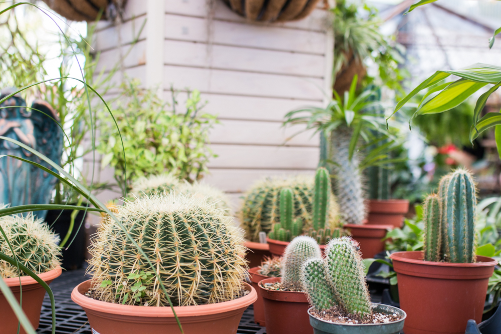Cactus Plants - Sunshine Style 