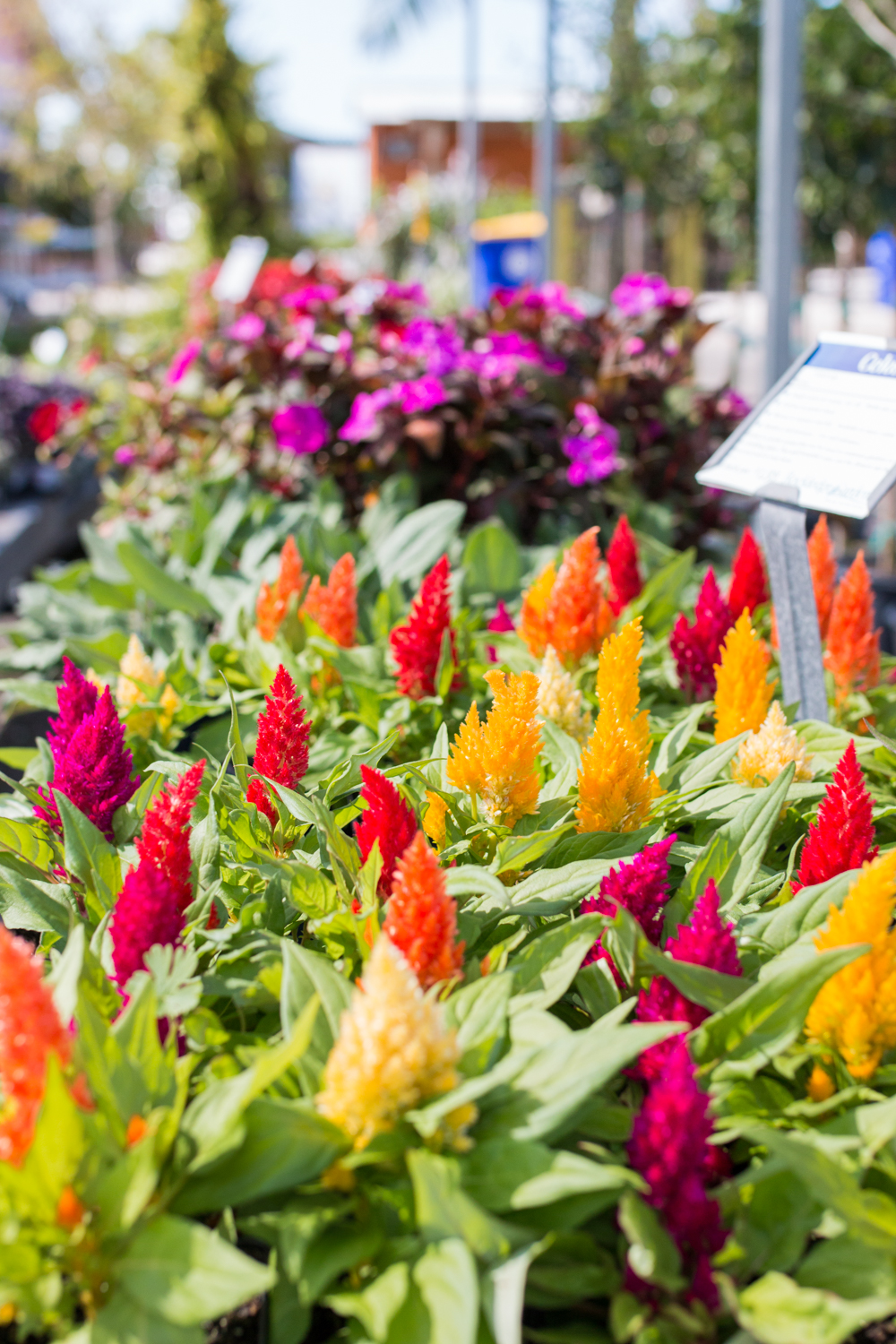 Colorful Plants 